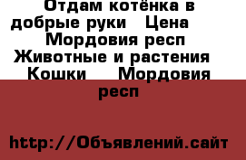 Отдам котёнка в добрые руки › Цена ­ 1 - Мордовия респ. Животные и растения » Кошки   . Мордовия респ.